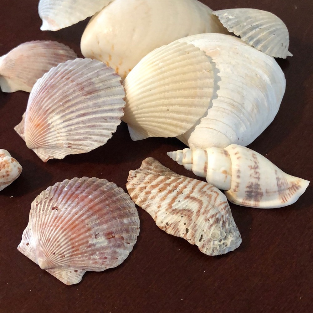 🐚 Shells 🐚 - Picture 4 of 4
